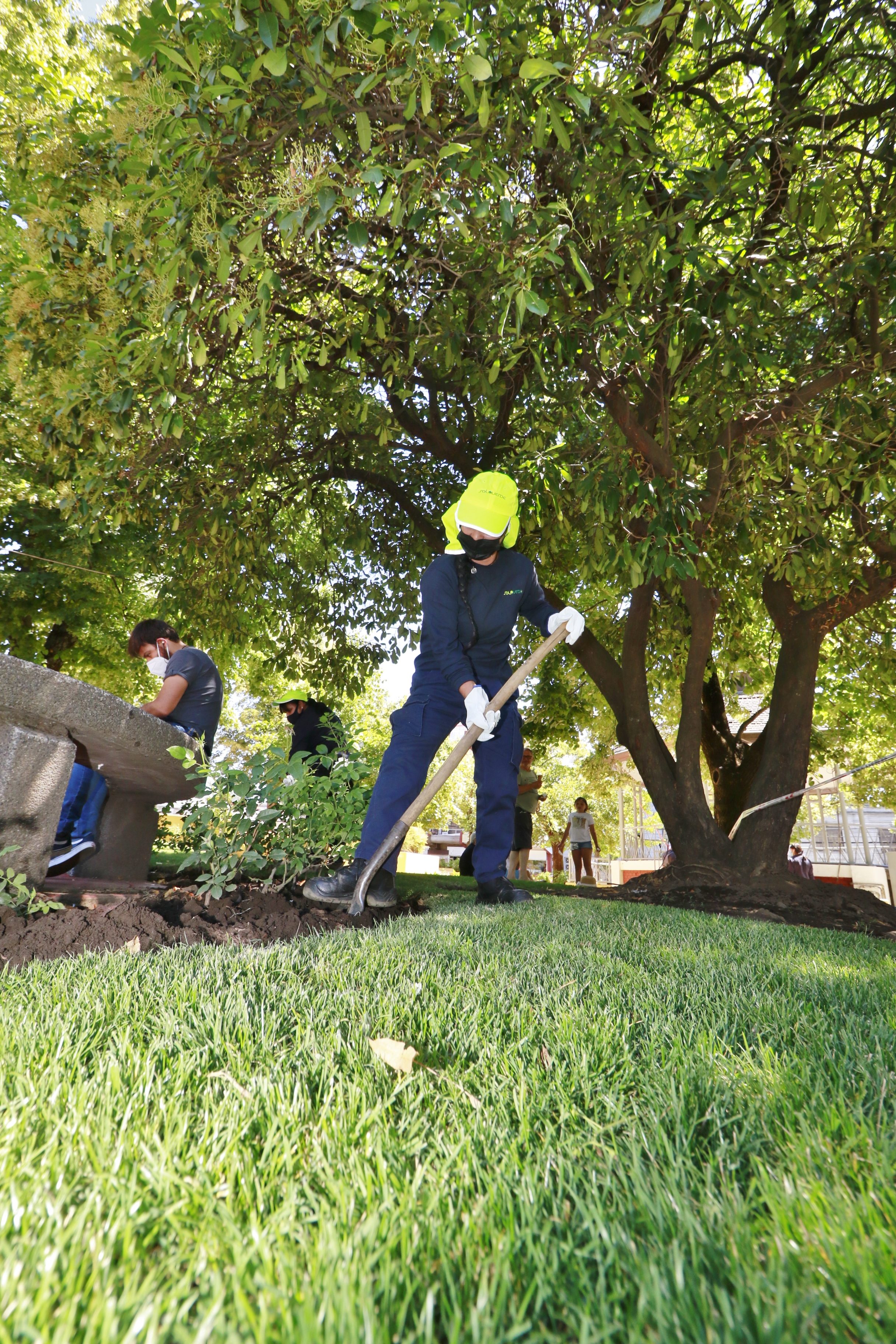 Urban Tree Management